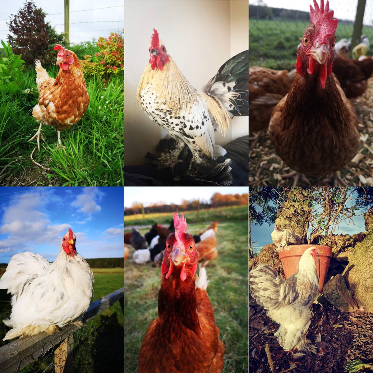 NEPetExpo's tweet photo. 🐔Walter, 🐔Shuffle, 🐔Omlet, 🐔Flossy, 
🐔Angus and 🐔Lonestar from THE LITTLE HEN TRUST can’t wait to see you all THIS SATURDAY!!! 

We are close to a SELL OUT, so make sure you don’t miss out 👇🏻👇🏻👇🏻👇🏻
@eventbrite @inverurienews5 @EveningExpress @originalfm https://t.co/zXyEaedEJ4