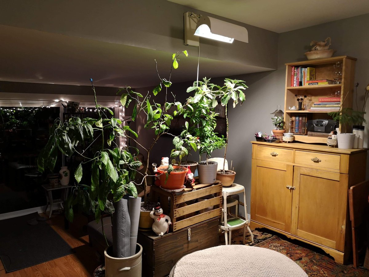 DerryAnthony's tweet photo. @CBCOntarioToday my house trees dropped some leaves but seem happier now to be under this fluorescent lamp https://t.co/EhzyDqoukO