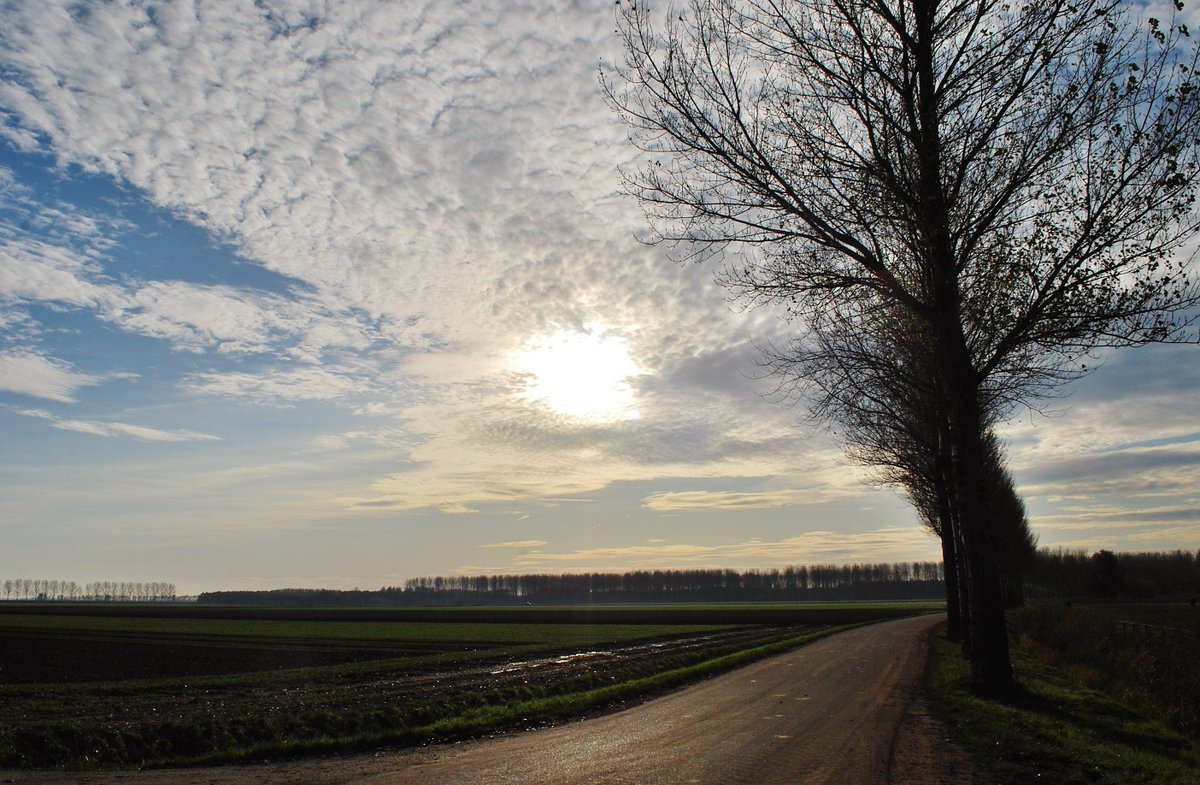 padt005's tweet image. Holl. Biesbosch 25 Nov.