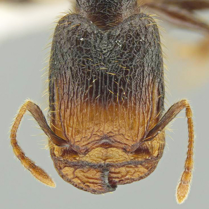 LonginoJack's tweet image. Ant-related word of the day: “phragmotic.” It means that the ant defends itself in its burrow by using its body as a stopper. So this species is named 𝘗𝘩𝘦𝘪𝘥𝘰𝘭𝘦 𝘰𝘣𝘵𝘶𝘳𝘢𝘤𝘶𝘭𝘶𝘮 after the Latin for stopper or plug. #LonginoLab #AntsRule #Pheidole @UofUBiology