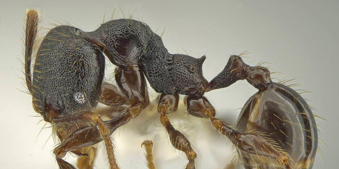 LonginoJack's tweet image. Ant-related word of the day: “phragmotic.” It means that the ant defends itself in its burrow by using its body as a stopper. So this species is named 𝘗𝘩𝘦𝘪𝘥𝘰𝘭𝘦 𝘰𝘣𝘵𝘶𝘳𝘢𝘤𝘶𝘭𝘶𝘮 after the Latin for stopper or plug. #LonginoLab #AntsRule #Pheidole @UofUBiology