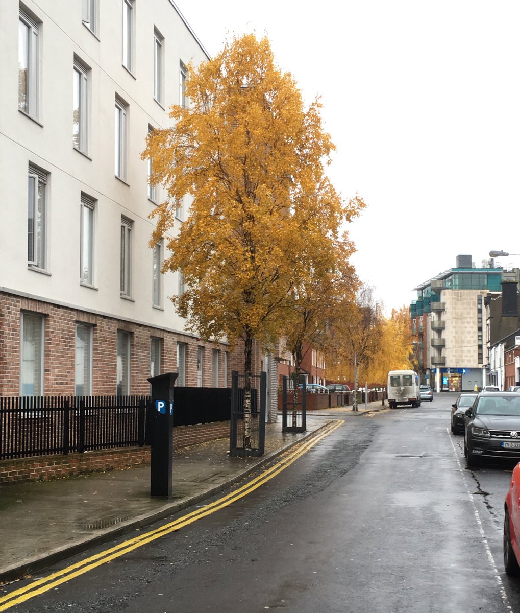 dubcivictrust's tweet photo. Wellington Street Lower shamelessly shimmering in autumnal gold. What a difference a decade makes - contrast the same view in 2009. Decent urban design elements here: quality brick, jazzy railed frontage, miraculously matured birch trees, matching tree guards, residential respect https://t.co/A1djkINOug