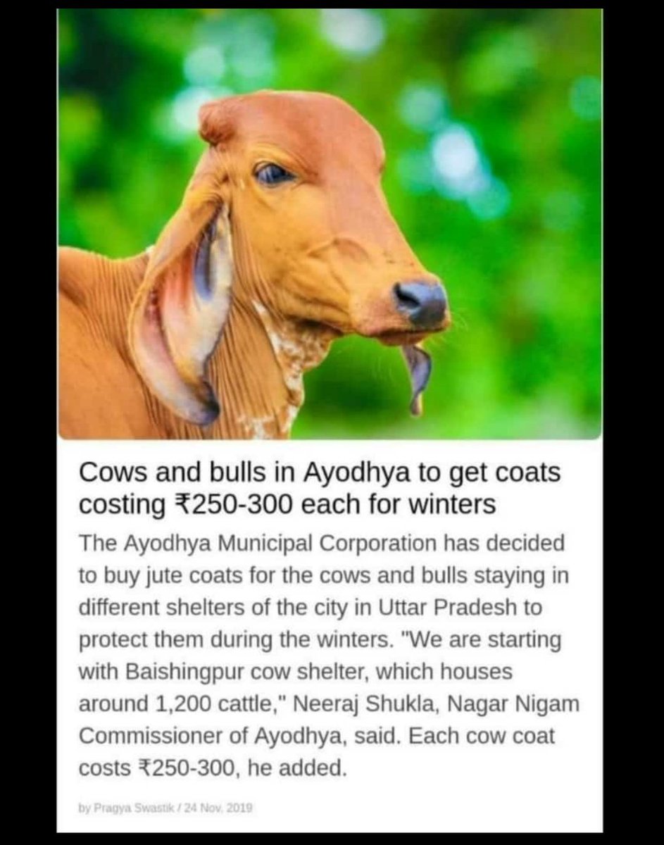 Dhanasri_G's tweet photo. Bcz #Gowmatha be the one and only animal in India and that no other creature deserves similar kind of attention, Stones &amp; brutalities for other common strays in incredible India!!!! Isn't that?!!! @myogiadityanath @narendramodi @AmitShah 

@mano_reports @Mugilan__C https://t.co/DYi8InDRp1