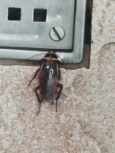 Australian cockroaches are notoriously difficult to control but Stewart from <a href="/PestAlpha/">Alpha Pest Control</a> successfully controlled them with a combination of top-level pest control and a strategic approach. Read more in the latest edition of <a href="/PestControlNews/">Pest Control News</a> 👨‍🔬 👨‍🔬 #Pest365