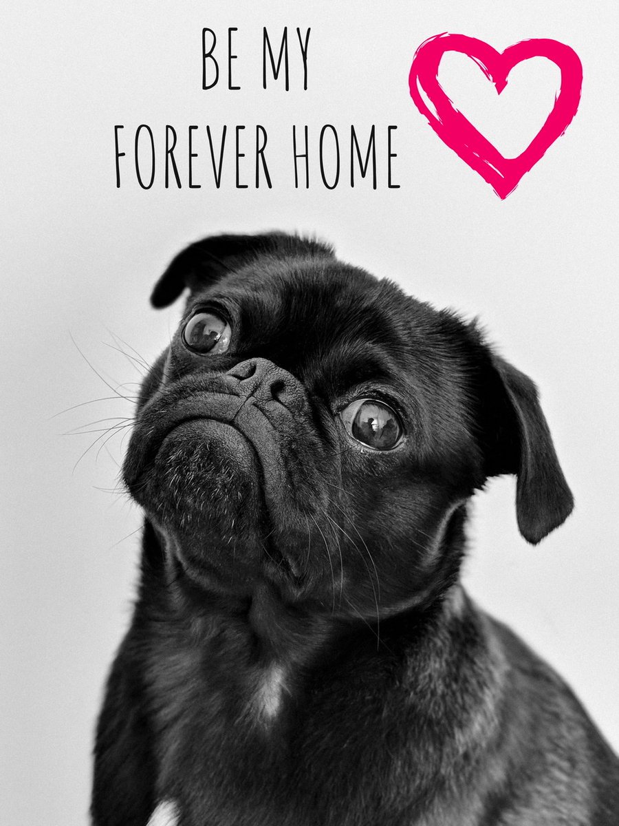 PawsCamp's tweet photo. Our Forever Home Project third Pet, Branbran, Send some love to this cutie at #CPFurever https://t.co/fxw83jUz4M