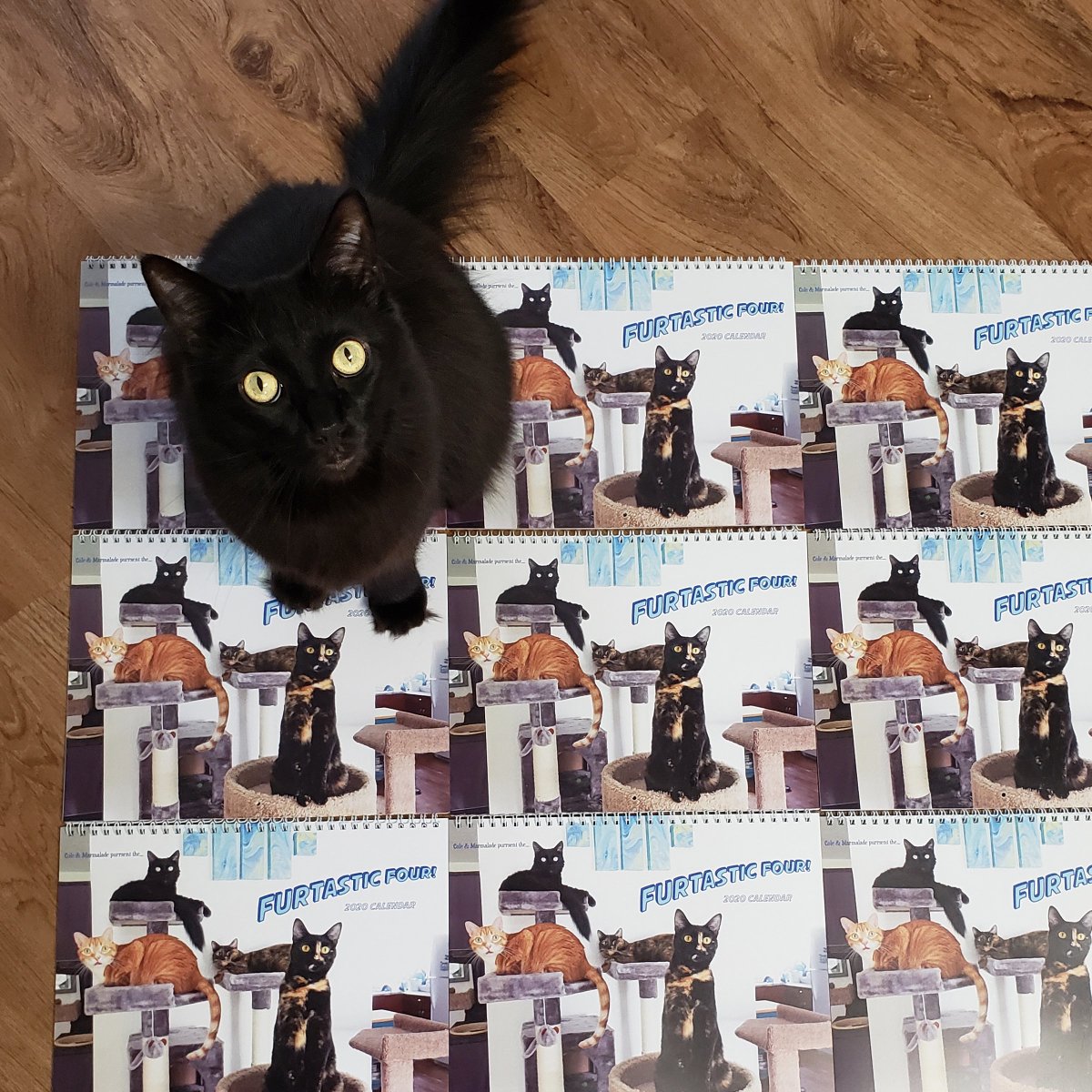 ColeTheBlackCat's tweet photo. Got calendars? ... Yes, yes we do!
The 2020 CAM - JAZZ Calendar is out meow! πΊ
4 Furtastic felines, 12 PAWSOME months... spend all year with these awwdorable cats :)
π
https://t.co/kr3zH6dbNL
Use code: ONEFIVE to save 15% at the checkout!
#FurtasticFour #CAMFAM β€οΈ https://t.co/UQS9M5TH6g