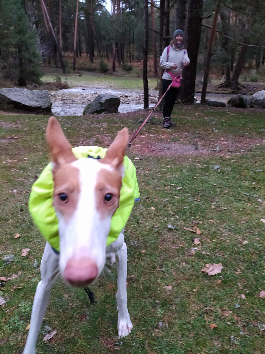 AnutCanina's tweet photo. Aquí tenéis algunas fotos de nuestro #paseodesocializacion del pasado sábado junto a Escuela Canina La Tejera. Gracias a todos los que vinisteis a disfrutar con nosotros en #bocadelasno Si no quieres perderte el próximo apuntate en nuestra web o en info@anut.es https://t.co/chT2ZCxWtW