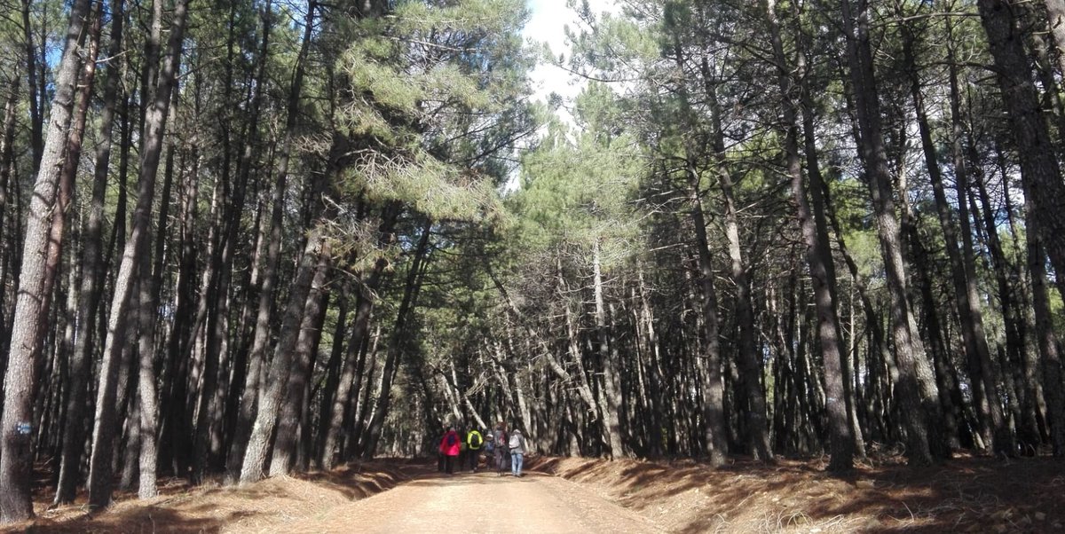 #ecosystemServices #naturalcapital Paying countries for carbon protects forests, but only if payments continue
esvalues.org/post/view?id=99