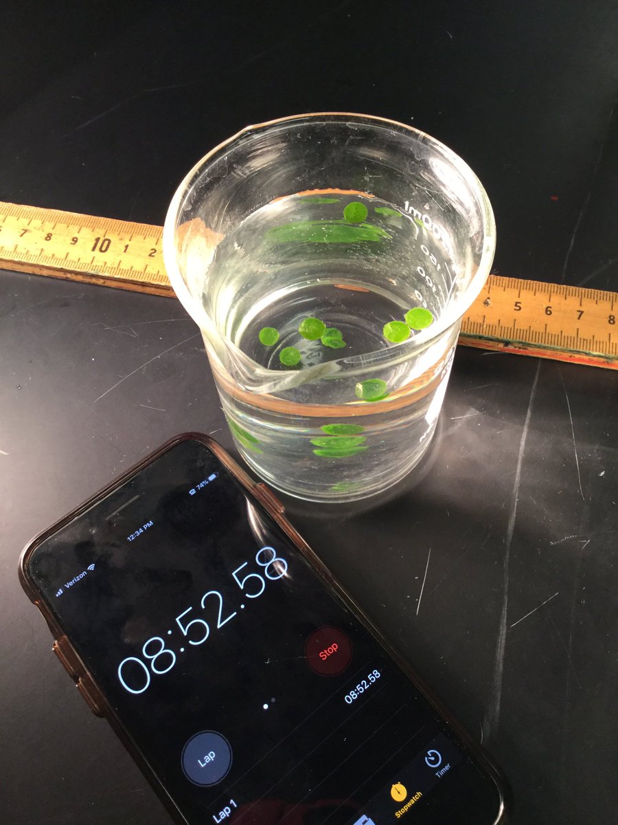 Ms_K_WHS's tweet photo. More pics from the Photosynthesis Punch Lab! https://t.co/QonlW1G5Fn