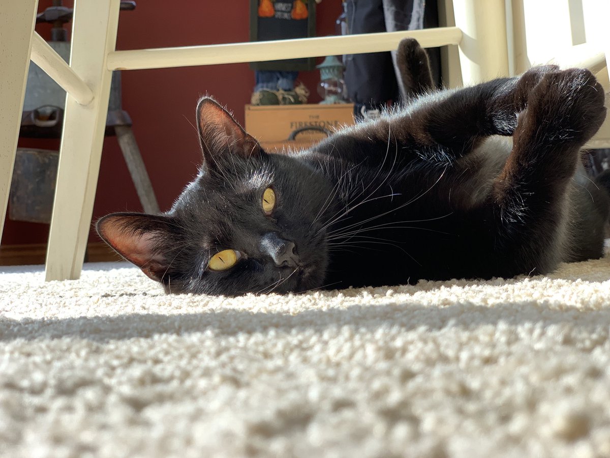 HaleyMedcraft's tweet photo. for us..it’s lazy Monday https://t.co/Sb6QdkV9vj