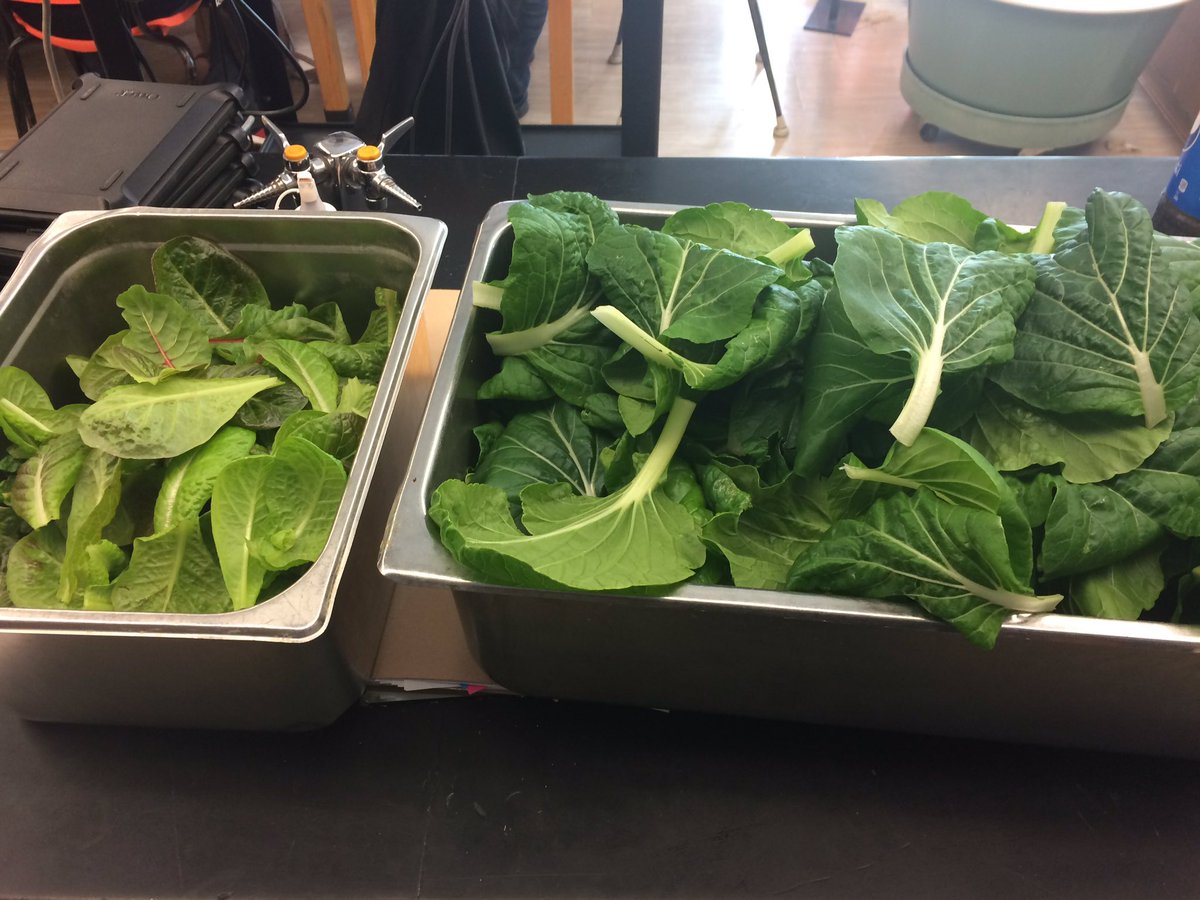 Harvesting and replanting <a href="/TowerGarden/">Tower Garden</a> and feeding the worms in our <a href="/GardenTowers/">Garden Towers</a> just another Monday. Food for caf lunches this week! <a href="/Farm2Cafeteria/">Farm to Cafeteria</a> <a href="/ONFE_ROPE/">Ottawa Network for Education</a> <a href="/SirGuyKnights/">Sir Guy Carleton SS</a> <a href="/OCDSB/">OCDSB</a> @ocdsbxl #GrowingThinkers #ClassroomGardens #HealthyFood #Learning #ExperientialLearning