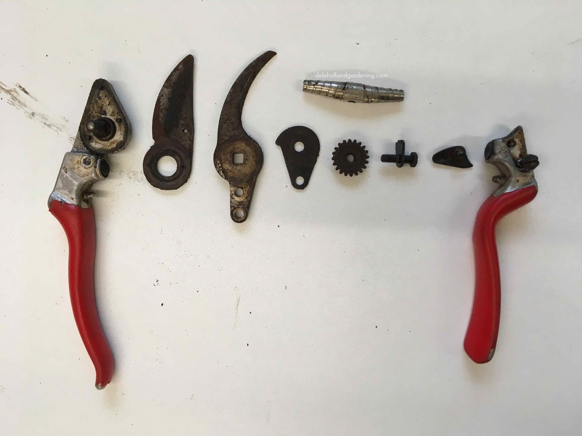 DHgardening's tweet image. Back in January I wrote a piece about renovating yr @FELCO_tools well it is THAT time of year again. Here's a few #gardeningtips tips to clean up yr #felco #secateurs &amp;amp; bring them back to their former glory #gardentools debihollandgardening.com/single-post/20… #DIY #tools #gardener #gardenerslife