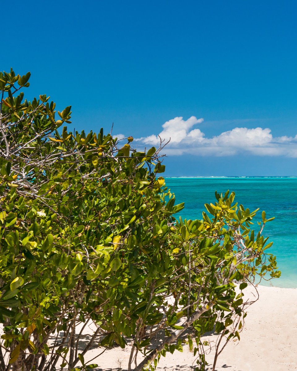 BeachEnclaveTCI's tweet photo. A new type of Monday blues...

#mondayblues #BeachEnclave #BeachEnclaveTCI #northshore #luxuryvilla #turksandcaicos #TCI #BrilliantTurks #BrilliantStudios https://t.co/Da69ijjMg3