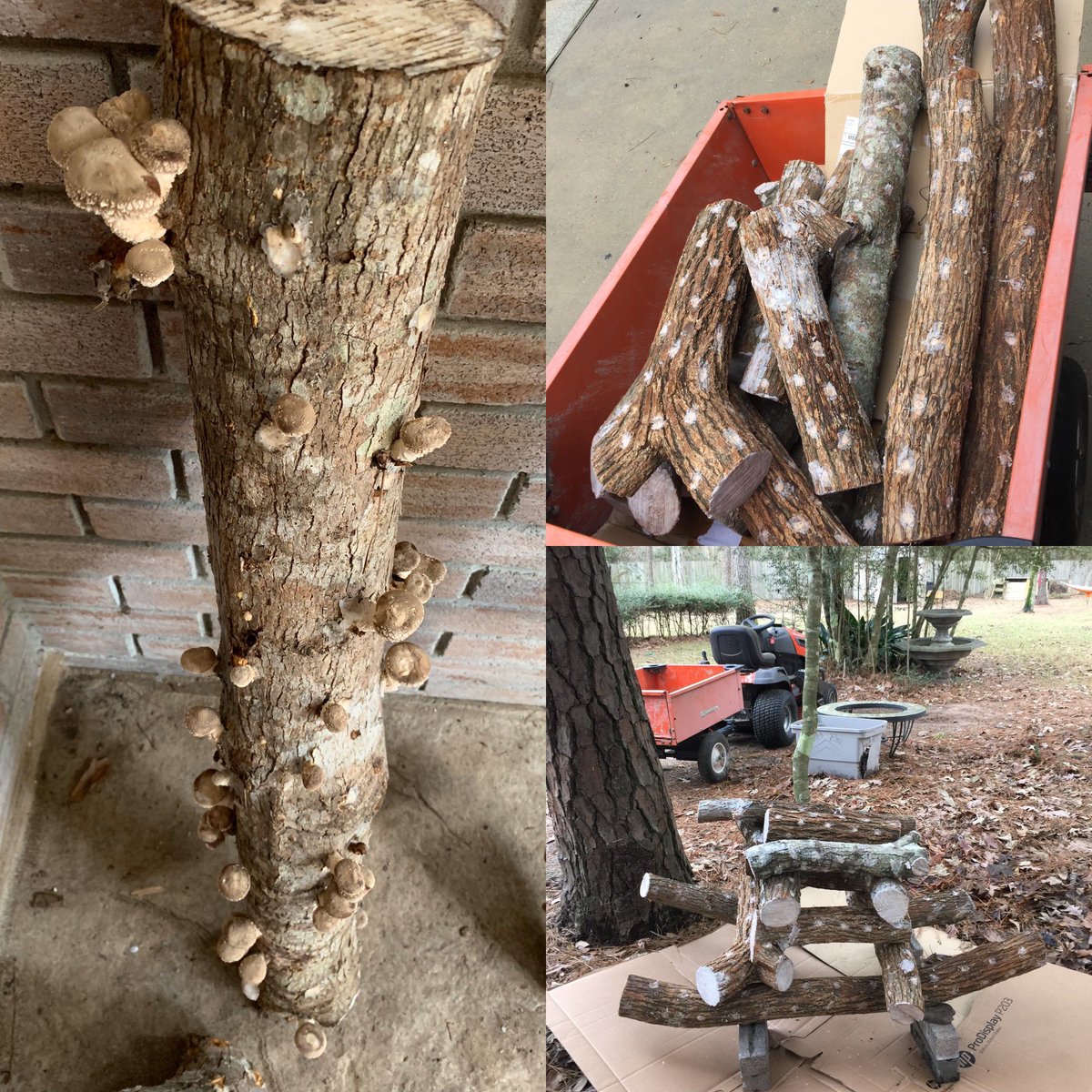 WitsUse's tweet photo. Shiitakes are popping!
#IseeMycelium #mushrooms #fungi #oaklog https://t.co/qoBRQBgImA