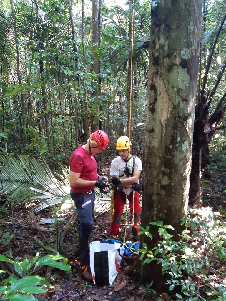 ECOTROP_MNHN's tweet image. D2. Sunny today, so Climbing Virola tree today with #EricGuilbert @UMR_MECADEV. @ReconyxInc #HC600 and #UltraFire