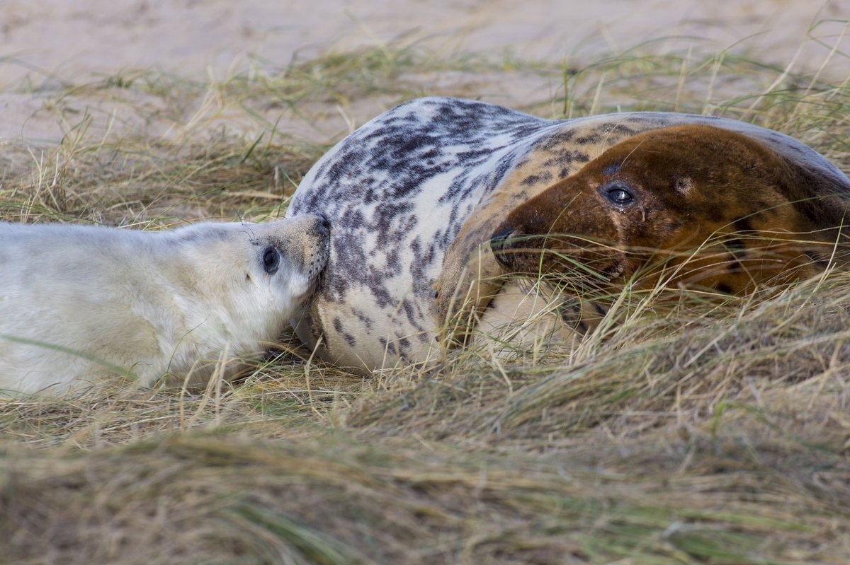 NorfolkCoastNT's tweet photo. Our latest seal pup count is in and we have now had 1,926 born on Blakeney Point so far this year. 2,724 cows (females) and 861 bulls (males) were also counted meaning there are over 5,500 seals currently residing on the point! https://t.co/ASr4aX7rrO https://t.co/4oMsKOsP66