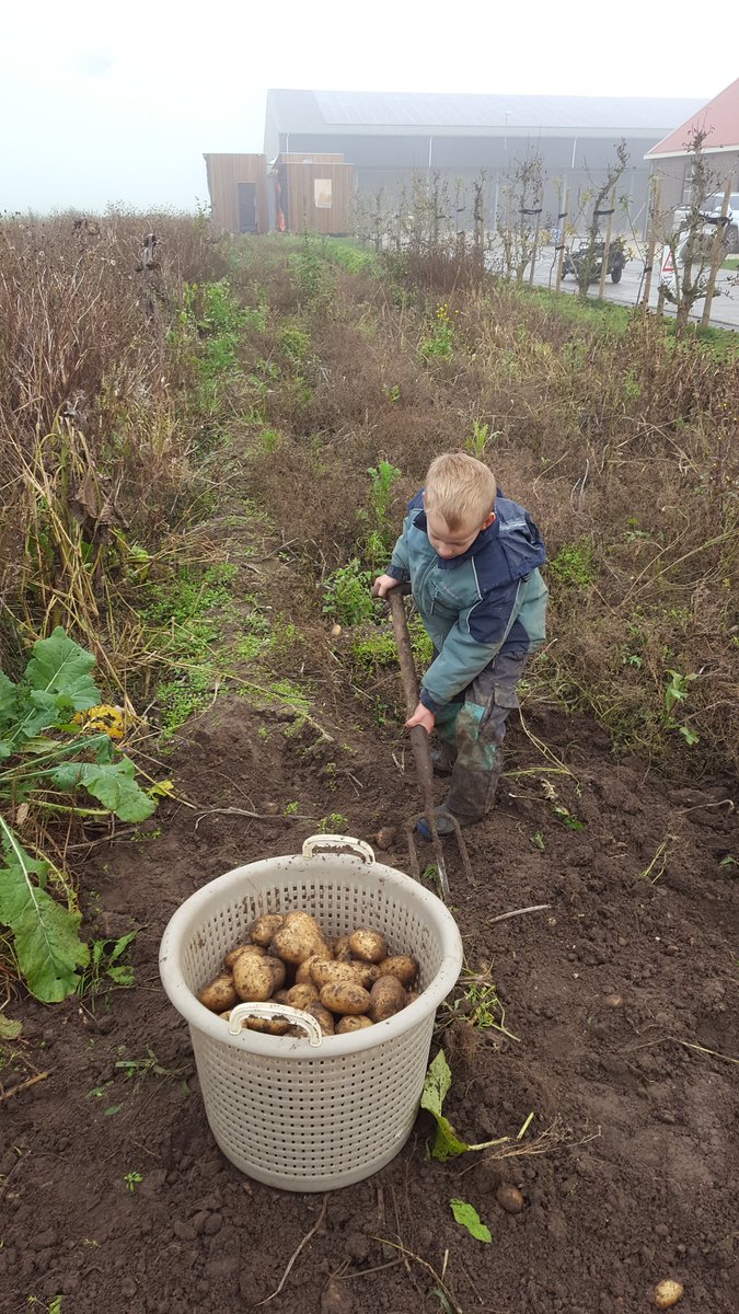 Het is zoeken tussen de ongewenste kruiden maar de Cammeo <a href="/jegeersing/">Jan-Eric Geersing</a> is er niet minder om #bioPATATaardappel