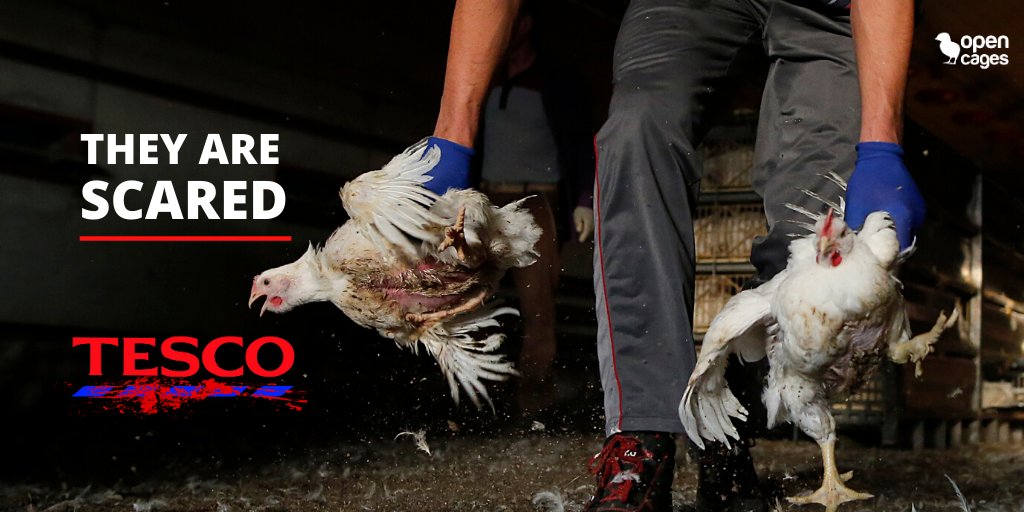 OpenCagesUK's tweet image. .@Tesco - it's time to take action for chickens.

Right now chickens are suffering in fear and misery for @Tesco, on chicken factories all over the UK. We must show @Tesco decision makers that we won't stand for it! SIGN THE PETITION!
➡️buff.ly/2WAJj16