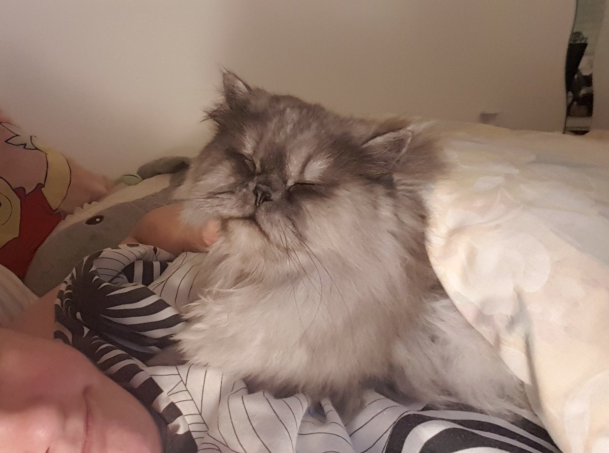 postichon's tweet image. Ce souar c'est dodotage tôt avec Moman, même que j'ai le droit à des gratouilles du cou et menton ! Oui je suis sous la couette c'est trop le confort !!