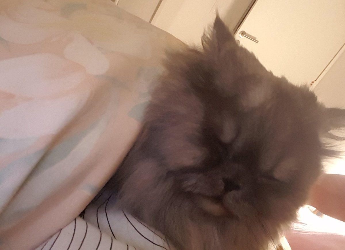 postichon's tweet image. Ce souar c'est dodotage tôt avec Moman, même que j'ai le droit à des gratouilles du cou et menton ! Oui je suis sous la couette c'est trop le confort !!