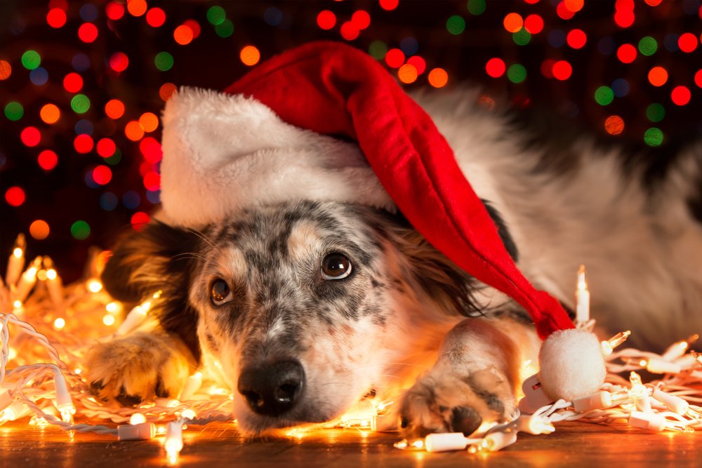 The holidays are an exciting time of the year for all members of the household, including your furry friends! Make sure to proof-pet your home this month to prevent any accidents: bit.ly/2A35VfV