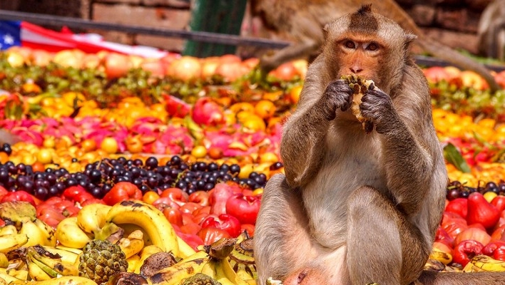 Once a year, in one of Thailand's oldest cities, nestled among historic Khmer ruins, monkeys are treated like kings.

The people of Lopburi provide a 5-star feast for the town's resident monkeys - the Lopburi Monkey Buffet.

#OWBTS #IEF #festival #asia #thailand #lopburi #monkeys
