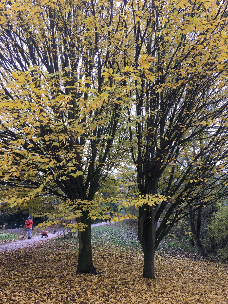 Of the hornbeam: being planted in small fosses or trenches, at half a foot interval, and in the single row, it makes the noblest and the statliest hedges for long walks in gardens #PlantATree #Trees #TreeAngel #ClimateChange #Evelyn400