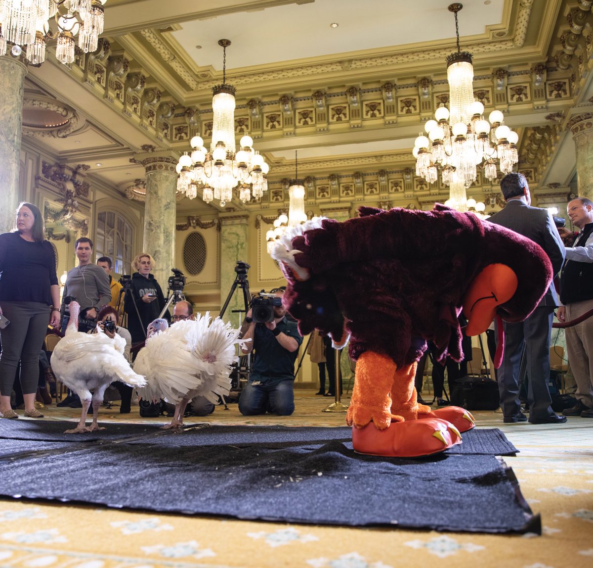 virginia_tech's tweet photo. Did we just become best friends?? YUP. 🤗 🍞 🧈 🦃 

The National Thanksgiving Turkeys, Bread and Butter, just met the best bird on Earth and so far there’s no fowl play. 🙃 #PresidentialTurkey https://t.co/41nRN1zXAa