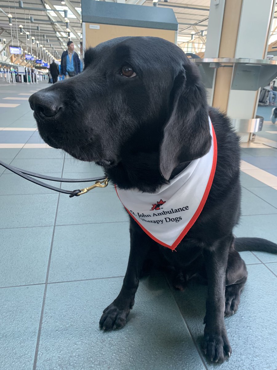 Dogs of Anthropology tweet media