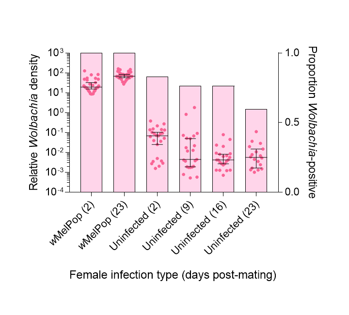 We show that Wolbachia can be transferred from males to females during mating. This has implications for monitoring Wolbachia infections in laboratory and field populations because uninfected females might be incorrectly scored as uninfected (7/10)