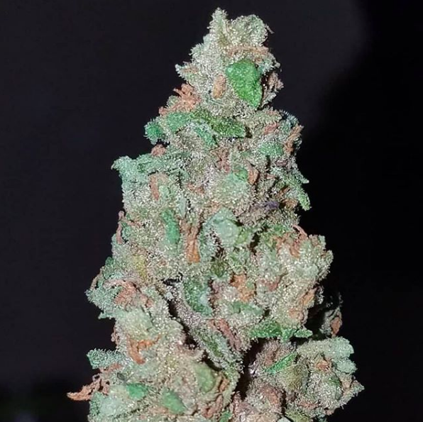 GrowersChoiceUS's tweet photo. What a beautiful way to start your Monday. #CriticalPurple Auto by @kauaiganjafarmer808 https://t.co/s3mB1lsYSm
