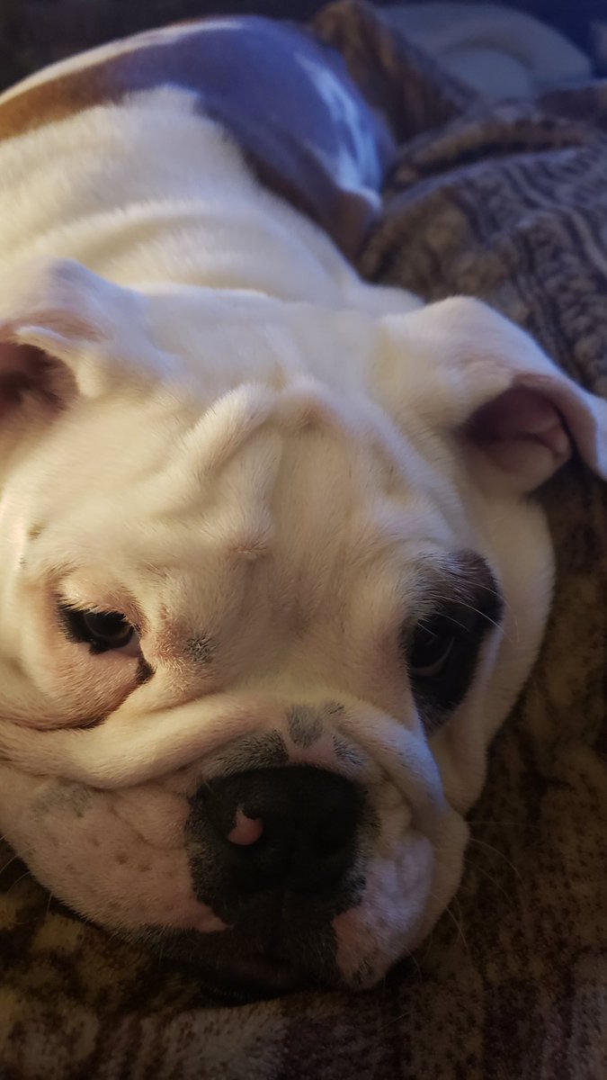 Ivy_Bulldog's tweet photo. #TakeAQuoteShopping

Four score and seven years ago, I got in line to be checked out.

And then I slept.

#givemefood https://t.co/T9HQpN3RHg
