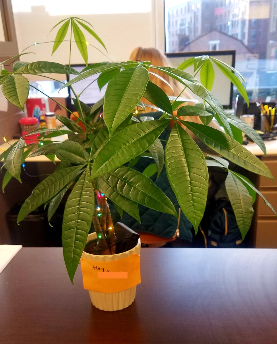 ActiveBatch's tweet image. We've got some green thumbs over in the #Marketing group! #PlantsofASCI #LifeAtASCI #growth #moneytree