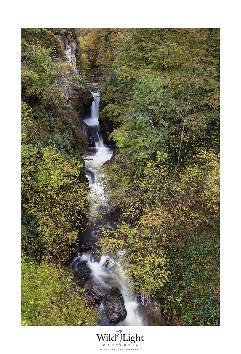 Tras veinte días seguidos de lluvia y nieve el río Saja muestra su versión más explosiva en uno de los tramos fluviales mejor conservados del norte peninsular: instagram.com/p/B5TT_gCKQCO/…