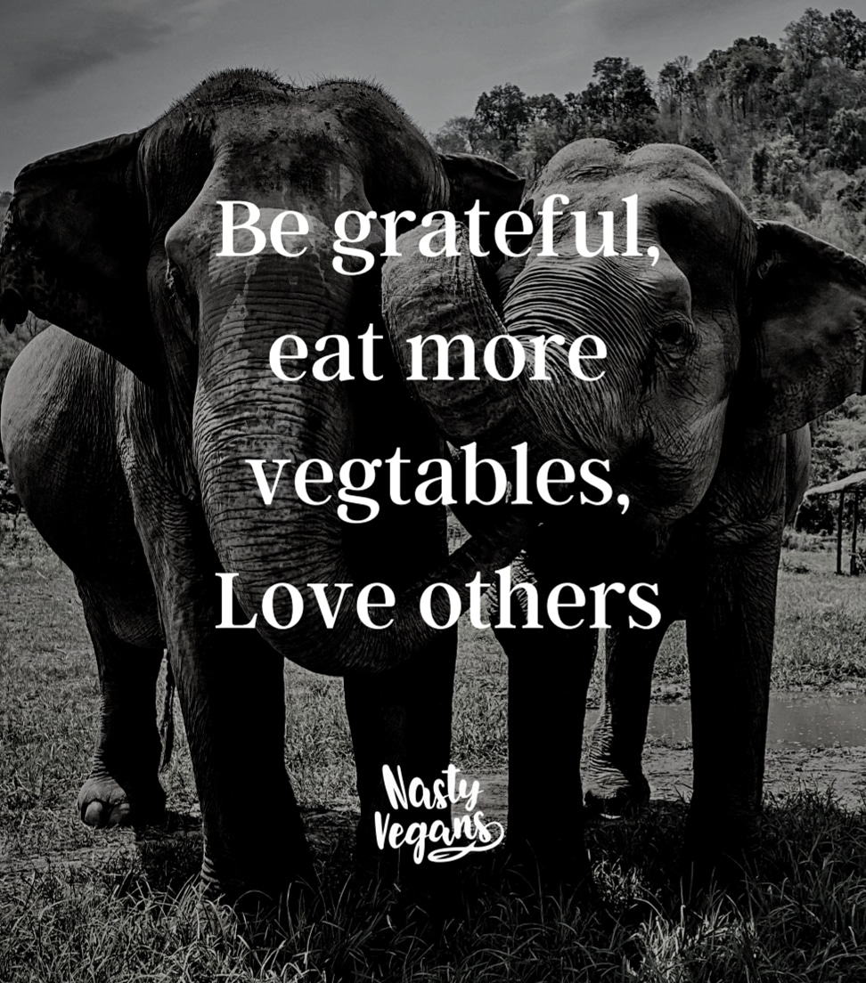 NastyVegans's tweet photo. What are you grateful for today?

#Nastyvegans #Veganquotes #positivevegan https://t.co/XUJ7htBhaG