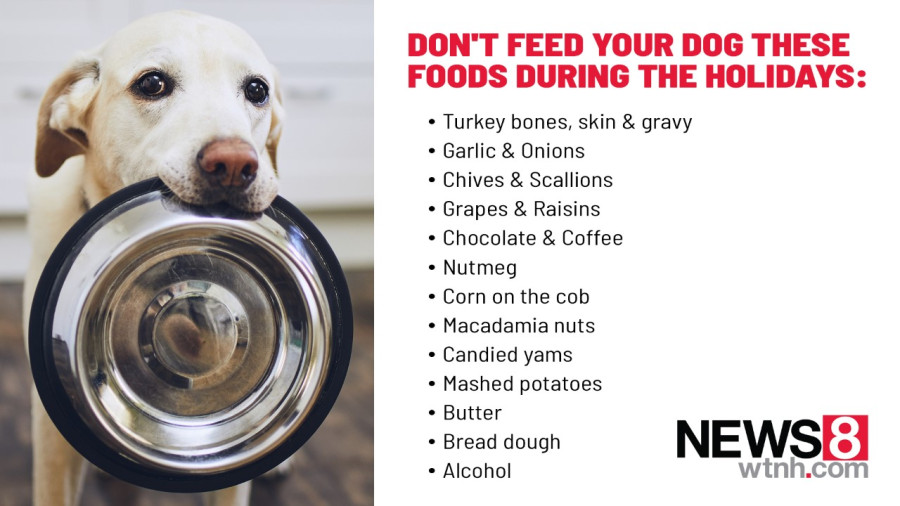 Do Not Feed Your Dog