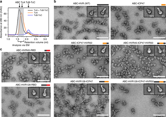 NatureComms's tweet photo. The Raunser lab @mpimoph shows how Tc toxins can be used as protein translocation systems for various small proteins.

@mpimoph @intein @daniel_roderer @evelyn_schubert @oleg_sitsel

https://t.co/jwyn6Y8NAi https://t.co/hBzRHBxCU5