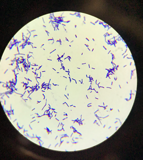 SHS_HealthSci's tweet photo. PBS students viewing their gram stained slides of bacteria. @ShakopeeSchools @PLTWorg #shakopeeschools #authentic #futuremicrobiologists https://t.co/VrixkbF9p5