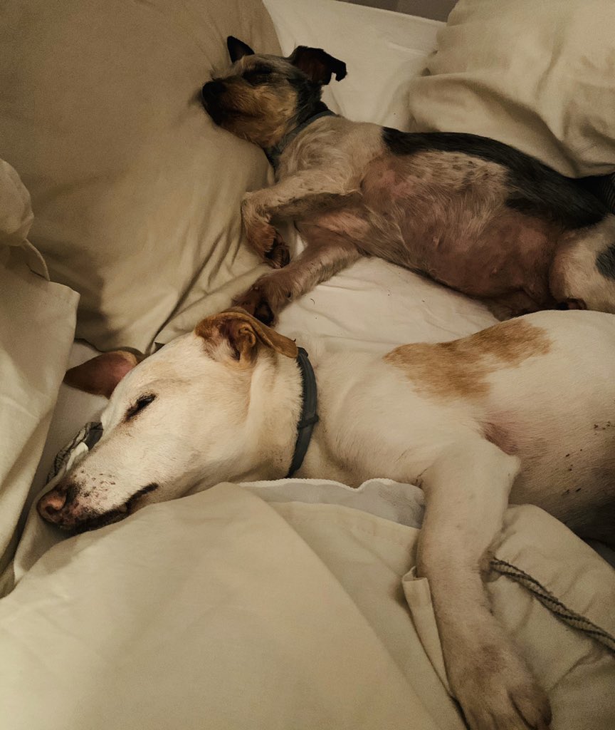 KyliePrankerd's tweet photo. No, don’t worry guys, I don’t need to be up at 3am or anything 🤷🏻♀️🙄 #muddypups #takeover https://t.co/RRwpQ4PFfV