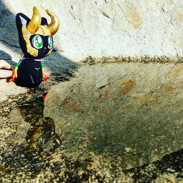 LokittysArmy's tweet photo. Lokitty:The holidays are a time for reflecting on what you're thankful for. Me, I am thankful that my hooman has a good hold of my tail so that I don't fall in.
#lokittysarmy #lokotty #deepthought #desert🌵 #desertpool #explore #explorer #holidays #ho… https://t.co/yzHu1Zwmas https://t.co/2YmHEM7yPt