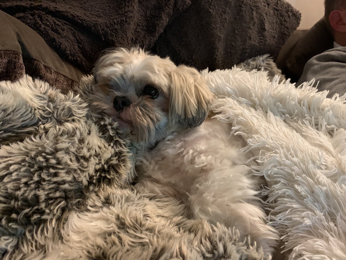 Joeynoble's tweet photo. I think the dog might be comfy!!! π€£πΆπ #rescuedog #crazyhound #lovehim https://t.co/vKpiU4L5o3