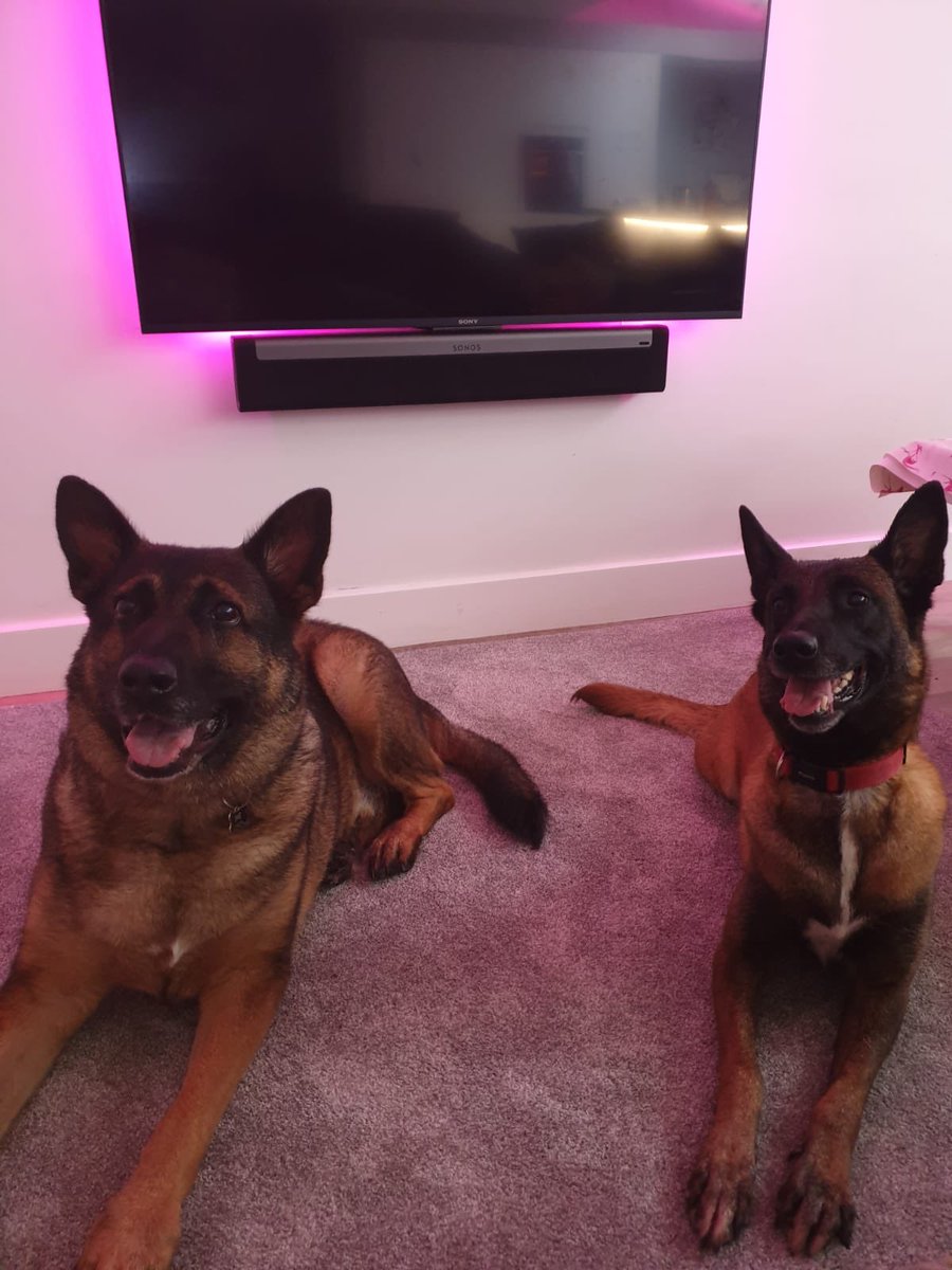 sspoldogsection's tweet photo. 6 years ago these Rossi ns Fiji became police dogs and now they are enjoying retirement and happy to have a little reunion CB https://t.co/6kOEbFEpFZ