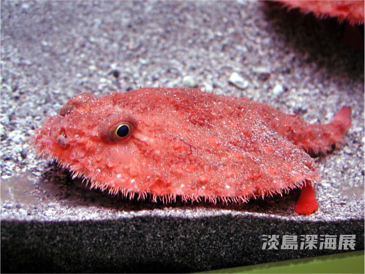 しまたろう あわしまマリンパーク公式 淡島深海生物 11 26 魚 1 種名 オキアカグツ 学名 Halieutaea Stellata 淡島レア度 グツは靴ではなく カエル に似ているため 日本の古語で カエル くく くつ と呼ばれており 赤いカエルの様な魚 の
