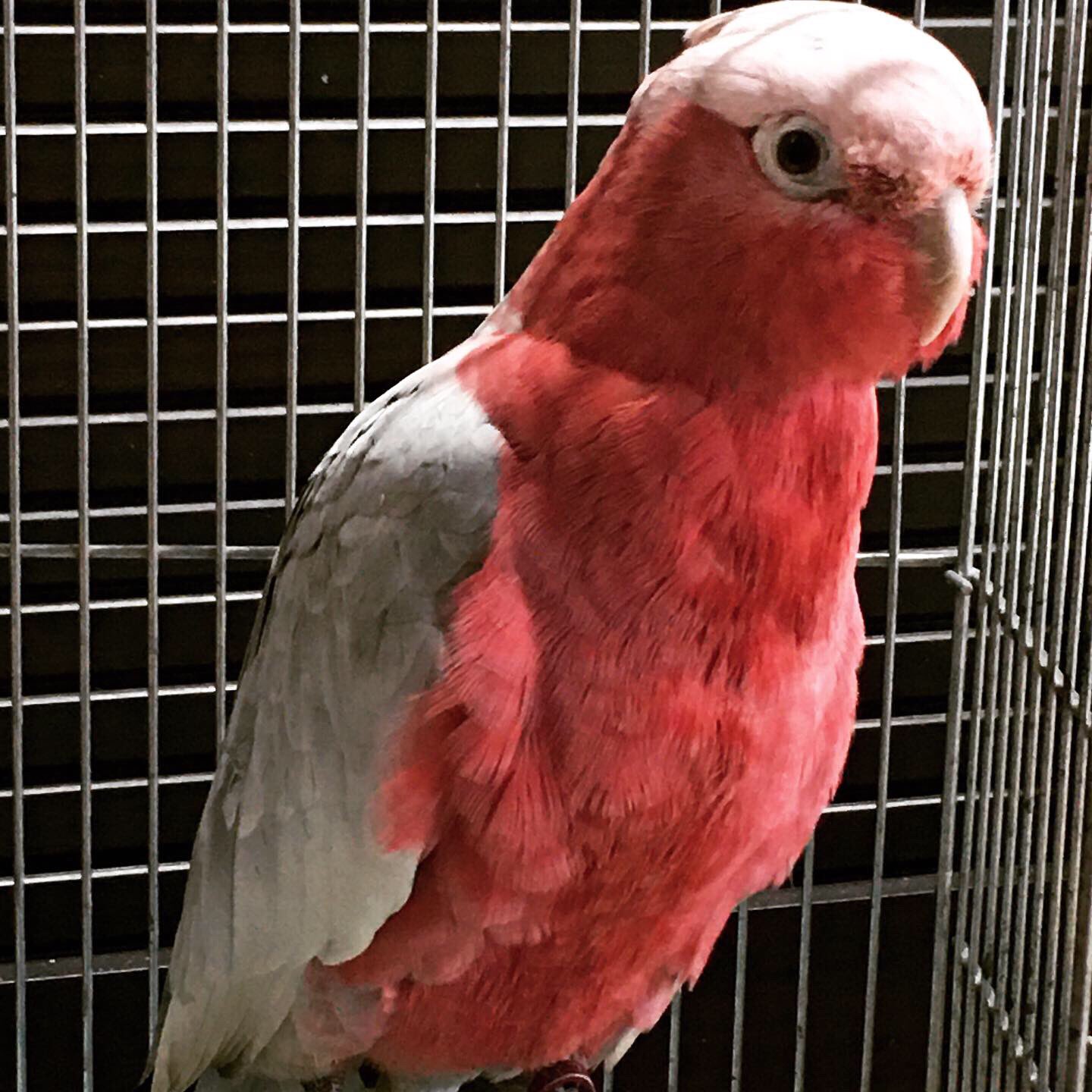 オウムのカフェ Freak 定休日の オウムカフェ モモイロインコ 幼鳥1羽 入店準備中 少し ピンク濃い目の仔 販売予定です 鳥カフェ インコカフェ オウム インコ 販売 東川口 Galah Galahcockatoo モモイロインコ販売 モモイロインコ オウムのカフェ Freak 定休日の オウムカフェ モモイロインコ 幼鳥1羽 入店準備中 少し ピンク濃い目の仔 販売予定です 鳥カフェ インコカフェ オウム インコ 販売 東川口 Galah Galahcockatoo モモイロインコ販売 モモイロインコ