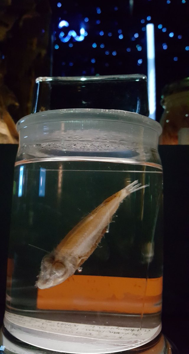 tammy_horton's tweet photo. #Museum30 Day 25 the #environment of the #deepsea is dark, cold, high pressure and difficult to access. Which makes our collections so special! #spookfish https://t.co/gOk5AXmt7p