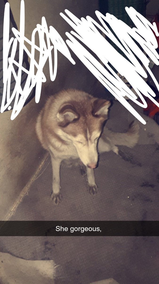 mikeyxhoe's tweet photo. @johnreavey My dog, https://t.co/tNYcqUxtlM