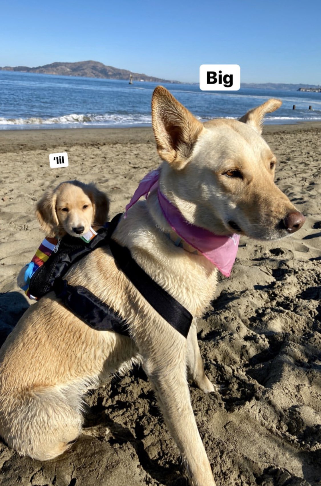 Chris Rovzar on X: EMERGENCY My friend Conor's big dog wears their new  little dog around in a backpack! Stop everything! https://t.co/1jAtISxg6F  / X
