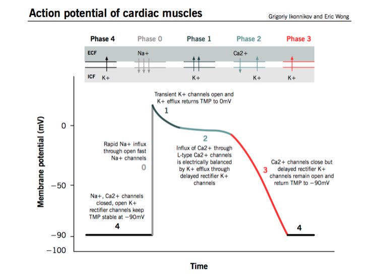 4/There are 4 phases of repolarization of cardiac myocytes 1: K efflux2: Ca influx 3 and 4: K effluxCalcium influx in phase 2 "stalls" repolarization as in/out charge flow is balanced (more on this later) https://bit.ly/34khj4T 