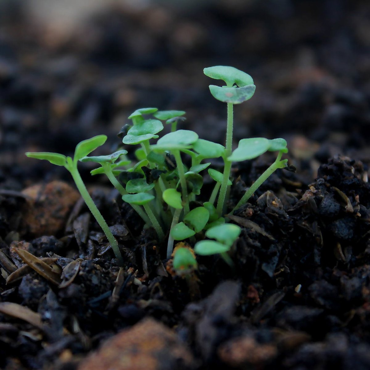 CayenneIoT's tweet image. Check out ⬇️ this lawn irrigation controller project designed to alert users when soil reaches set min or max temperature 🌡️ for fertilization and application of herbicides. 

community.mydevices.com/t/lawn-irrigat…