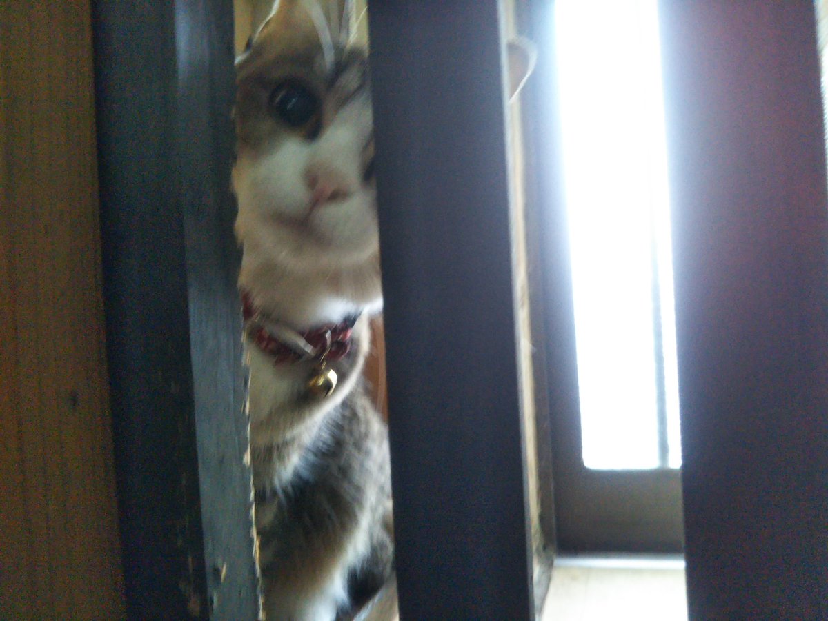 Miyata みやちか 愛猫 うめちゃん Pa Twitter もーいいかーい まぁーだだよー あたしは脱走の名人 Fwf じゃないよヽ D ノ 今日病院いくっていったじゃん お外危ないんだから でも呼んだら出てくるおりこうさんなのですぐに確保 病院行くぞい 猫 脱走猫